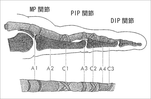 図3　手指の腱鞘