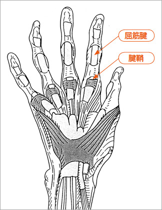 手の屈筋腱と腱鞘